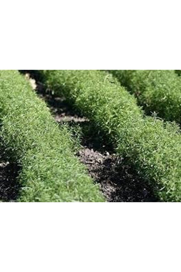 Ata Tohumculuk Tohum Organi̇k Keki̇k Tohumu Aromati̇k Dağ Keki̇ği̇ Tohumu 20 Adet