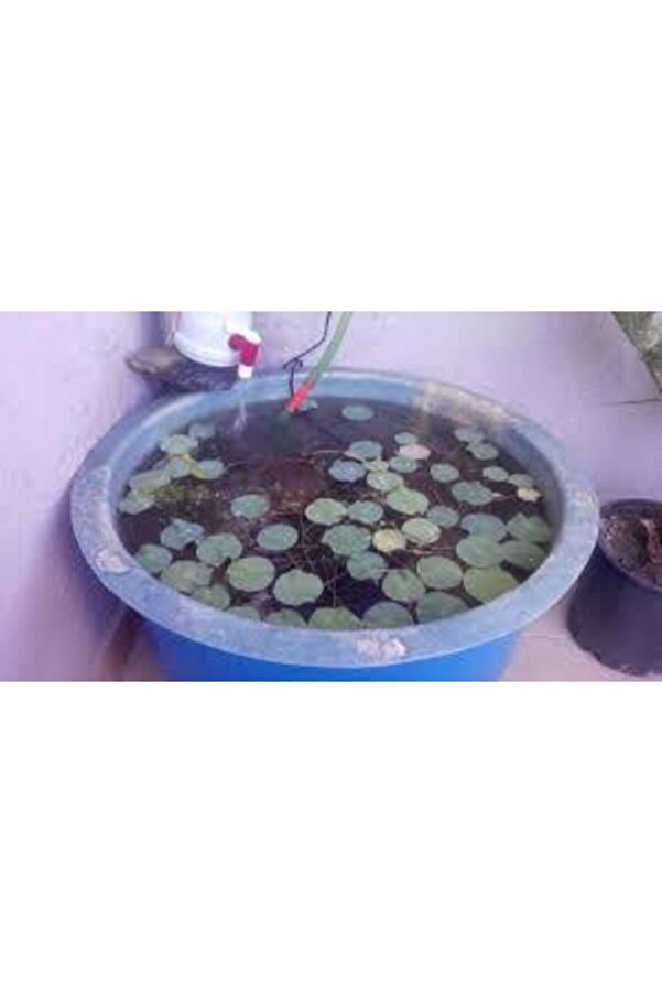 Ata Tohumculuk 2 Adet Tohum Nadi̇r Bulunan Pembe Lotus Çi̇çeği̇ Tohumu Lotus Su Çi̇çeği̇ Tohumu Ni̇lüfer Çi̇çeği̇ Tohumu