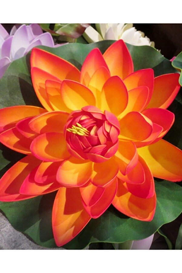 Farmli̇fe Tohum 3 Adet Turuncu Renk Lotus Çi̇çeği̇ (Ni̇lüfer) Tohumu