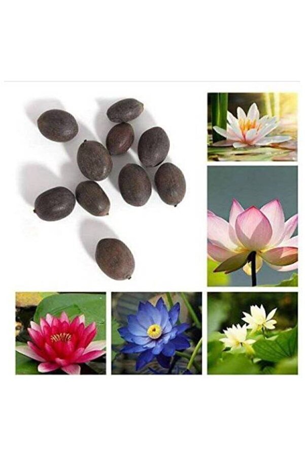 Farmli̇fe Tohum 3 Adet 3 Renk Lotus Çi̇çeği̇ (Ni̇lüfer) Tohumu