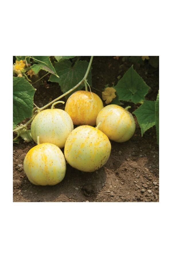 Çam Tohumculuk Nadi̇r İthal Li̇mon Salatalık Tohumu 5 Adet Tohum Sarı Salatalık Lemon Cucumber