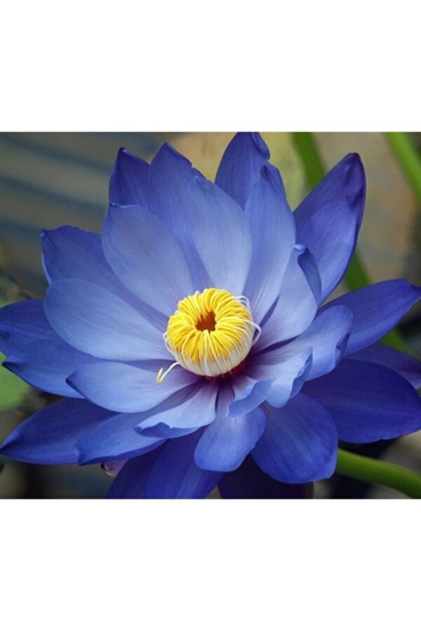 Naturel Tohum Karışık Renkli̇ Lotus Çi̇çeği̇ Tohumu