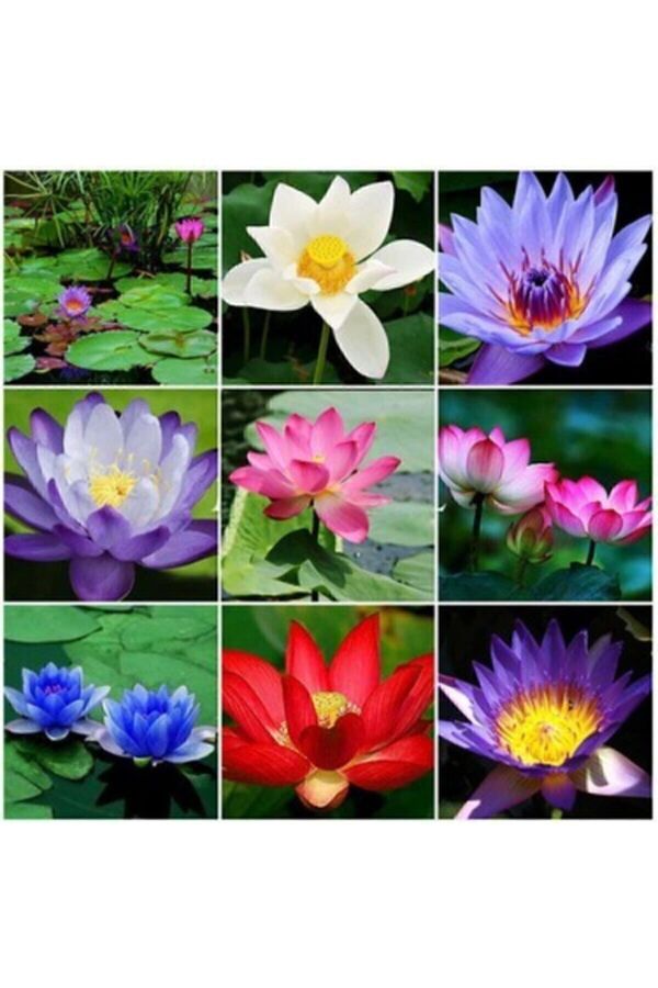 Farmli̇fe Tohum 3 Adet 3 Renk Lotus Çi̇çeği̇ (Ni̇lüfer) Tohumu