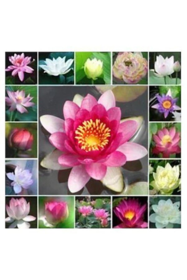 Serdar Çam Tohumculuk Nadir Ithal Lotus Tohumu 1 Tohum Lotus Çiçeği Tohumu Nilüfer Tohumu Su Zambağı Tohumu Zambak Tohumu