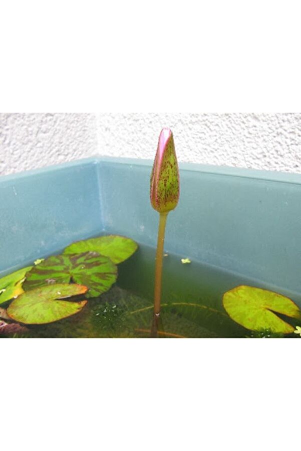 Farmli̇fe Tohum 3 Adet 3 Renk Lotus Çi̇çeği̇ (Ni̇lüfer) Tohumu
