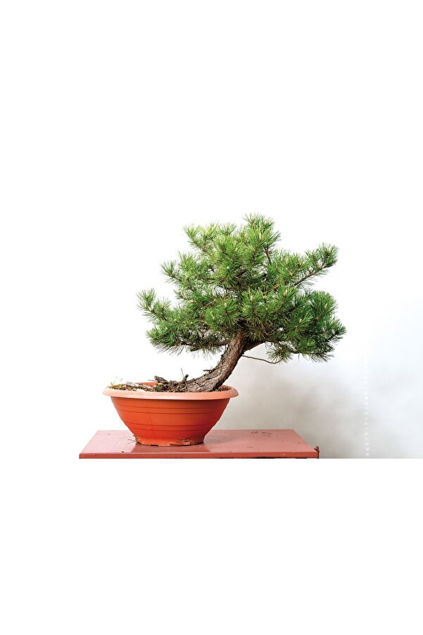 Bade Shop 5 Adet  - Karaçam  Ağacı Tohumu Bonsai̇ Ağacı Tohumu - Pi̇nus Ni̇gra
