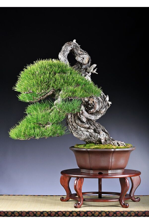 Bade Shop 5 Adet  - Karaçam  Ağacı Tohumu Bonsai̇ Ağacı Tohumu - Pi̇nus Ni̇gra