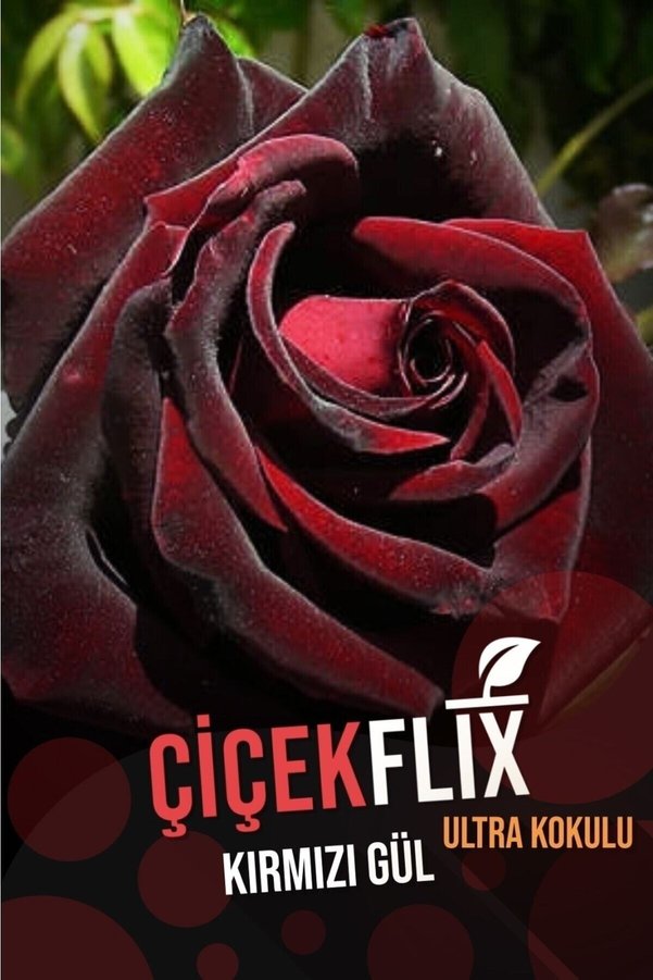 ÇİÇEKFLİX Kırmızı Siyah Gül Fidani 1 Adet Açık Kök