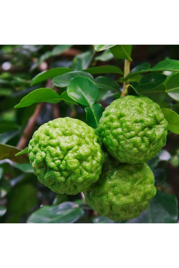 ASES FİDAN Nadir Bulunan 3 YAŞ Tüplü Kaffir Lime Limon BOY 120-150 CM