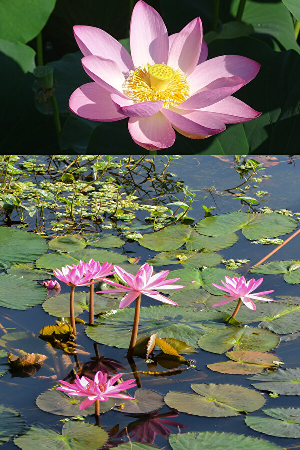 Zengarden Ev Ve Bahçe Pembe Kutsal Lotus Tohumu Nelumbo Nuci̇fera (3 Dev Tohum)