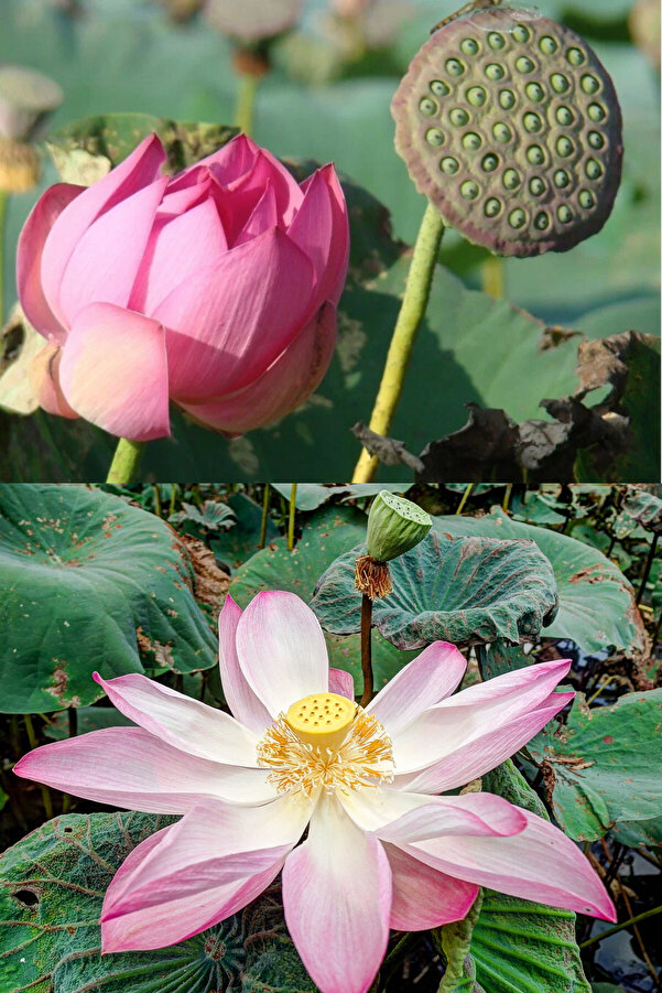 Zengarden Ev Ve Bahçe Pembe Kutsal Lotus Tohumu Nelumbo Nuci̇fera (3 Dev Tohum)