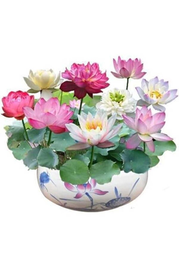 Bade Shop 5 Adet Tohum Nadi̇r Karışık Uzak Doğu Kutsal Karışık Lotus Çi̇çeği̇ Tohumu Stokla Sınırlı Tohum