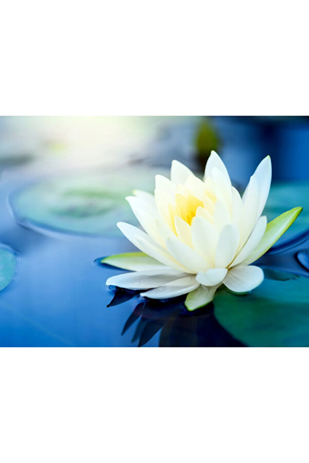 Bade Shop 3 Adet Beyaz Renk Lotus (Ni̇lüfer) Çi̇çeği̇ Tohumu