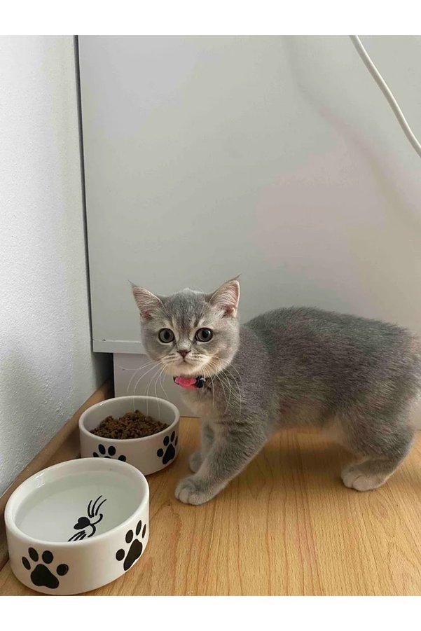 NitruDesign 2 Adet Yüksek Kalite Seramik Kedi Ve Köpek Mama Su Kabı