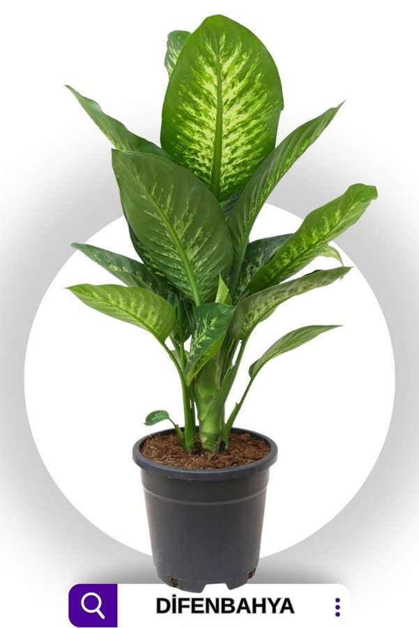 e-fidanci Salon Bitkisi Difenbahya Tropic Snow 40-60 Cm
