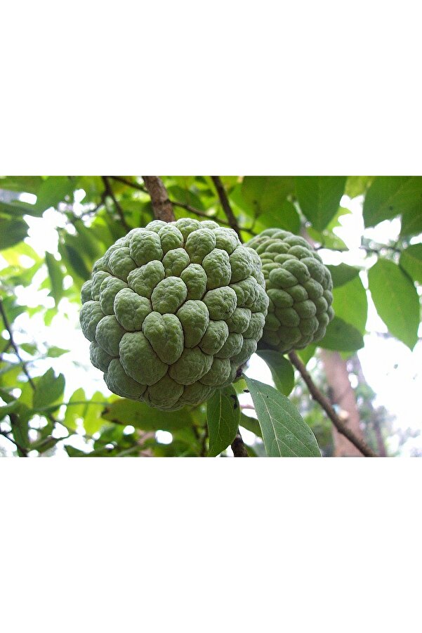3 Adet Tropi̇kal Tatlı Şeker Elma ( Sugar Apple ) Tohumu