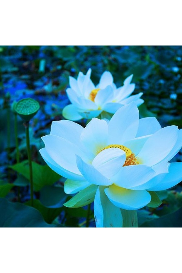 Prestijiseed 3 Adet Tohum Nadir Beyaz Uzak Doğu Kutsal Lotus Çiçeği Tohumu Beyaz Lotus Tohumu
