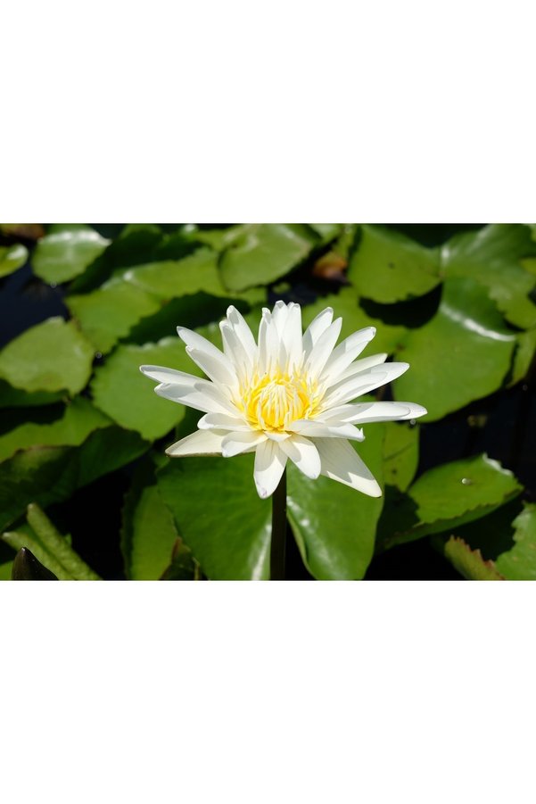 Prestijiseed 3 Adet Tohum Nadir Beyaz Uzak Doğu Kutsal Lotus Çiçeği Tohumu Beyaz Lotus Tohumu
