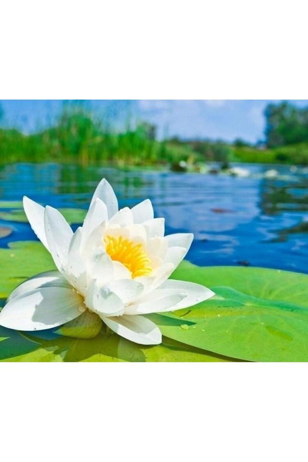 Prestijiseed 3 Adet Tohum Nadir Beyaz Uzak Doğu Kutsal Lotus Çiçeği Tohumu Beyaz Lotus Tohumu
