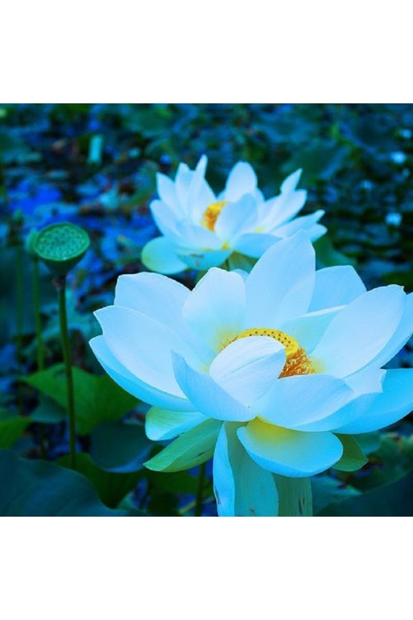 Prestijiseed 3 Adet Tohum Nadir Beyaz Uzak Doğu Kutsal Lotus Çiçeği Tohumu Beyaz Lotus Tohumu