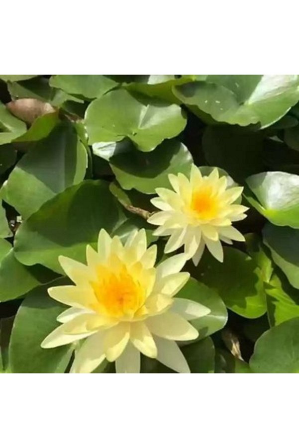 Prestijiseed 5 Adet Tohum Nadir Sarı Uzak Doğu Kutsal Kase Lotus Çiçeği Tohumu Sarı Lotus Çiçeği Tohumu