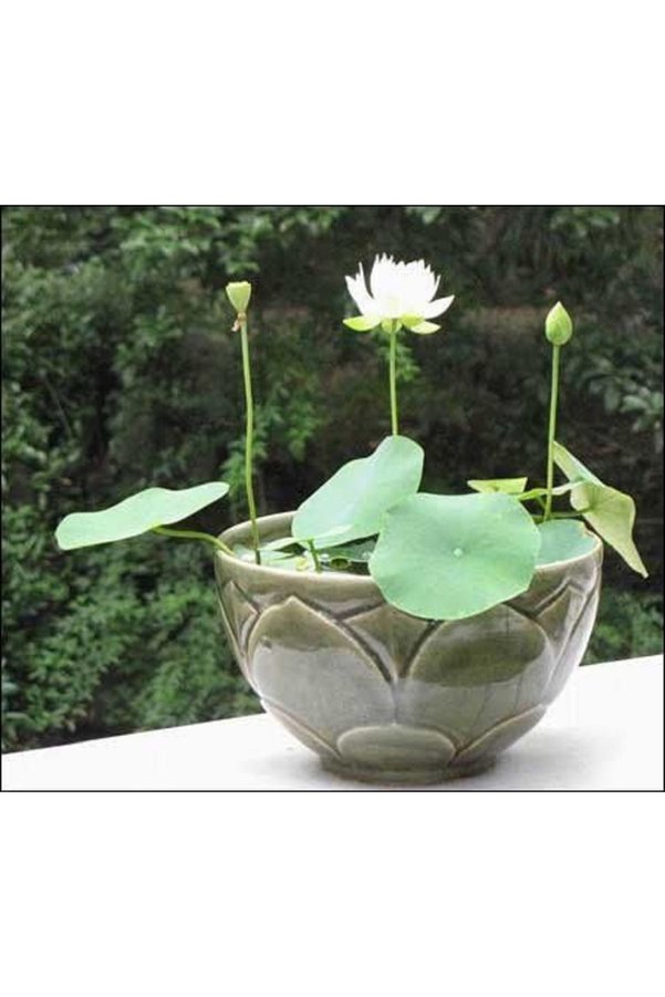 Prestijiseed 3 Adet Tohum Nadir Beyaz Uzak Doğu Kutsal Kase Lotus Çiçeği Tohumu Beyaz Lotus Tohumu