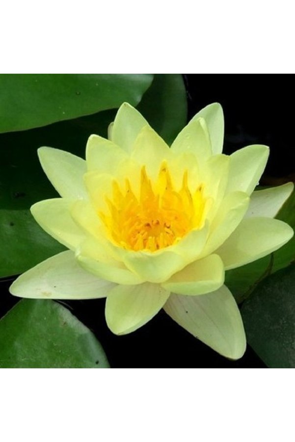 Prestijiseed 5 Adet Tohum Nadir Sarı Uzak Doğu Kutsal Kase Lotus Çiçeği Tohumu Sarı Lotus Çiçeği Tohumu