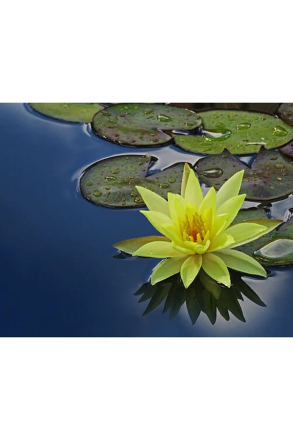 Prestijiseed 5 Adet Tohum Nadir Sarı Uzak Doğu Kutsal Kase Lotus Çiçeği Tohumu Sarı Lotus Çiçeği Tohumu