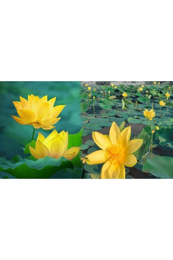 Prestijiseed 5 Adet Tohum Nadir Sarı Uzak Doğu Kutsal Kase Lotus Çiçeği Tohumu Sarı Lotus Çiçeği Tohumu