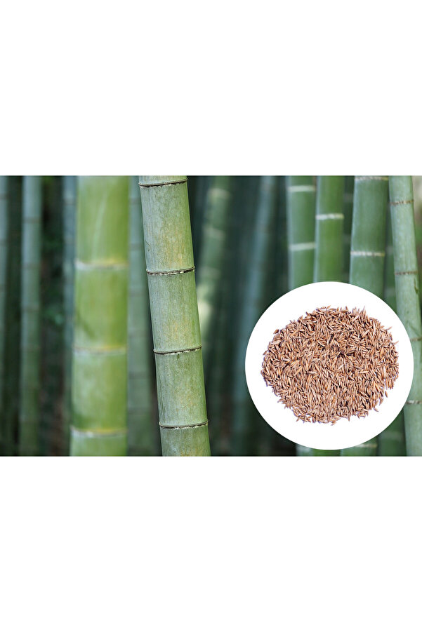 Bade Shop Yeşi̇l Bambu Ağacı Tohumu 5 Adet Tohum