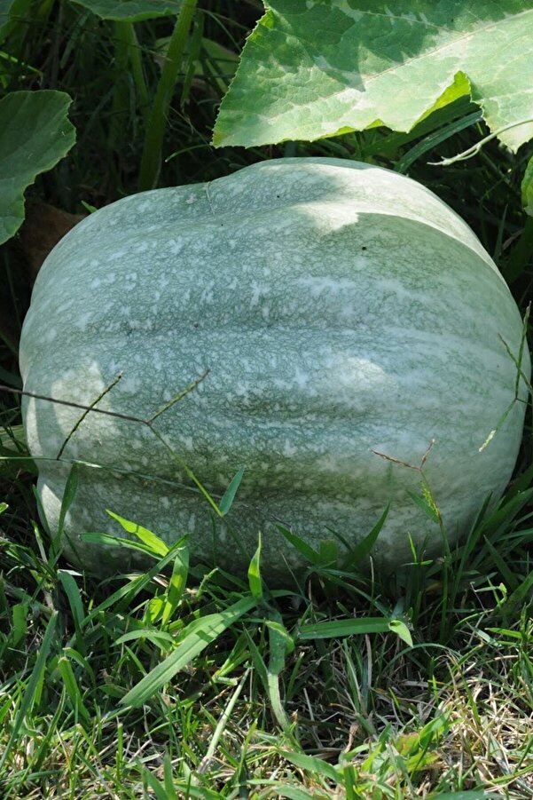 Muka Botani̇k Yerli̇ Iri̇ Beyaz Bal Kabağı Tohumu / 5+ Adet Tohum