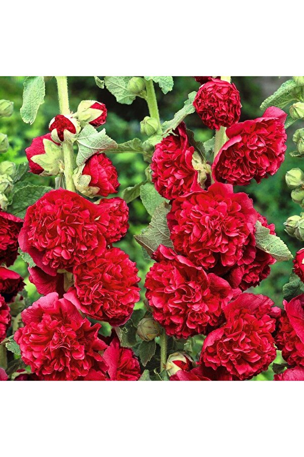 Zengarden Ev Ve Bahçe Katmerli̇ Gülhatmi̇ Tohumu Hi̇bri̇t Chaters Double Alcea Rosea Hollyhock