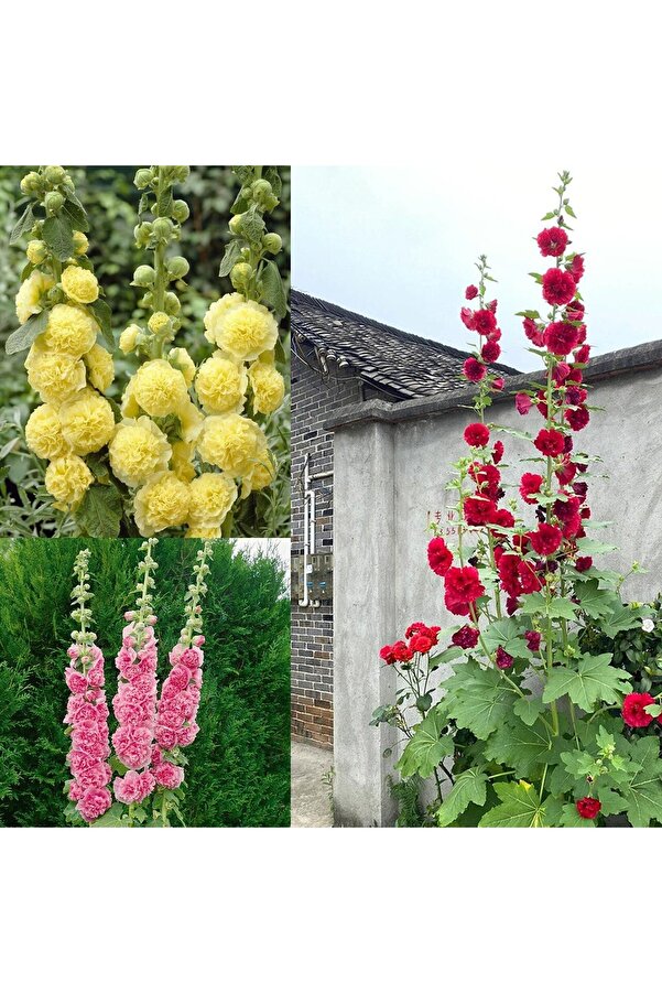 Zengarden Ev Ve Bahçe Katmerli̇ Gülhatmi̇ Tohumu Hi̇bri̇t Chaters Double Alcea Rosea Hollyhock