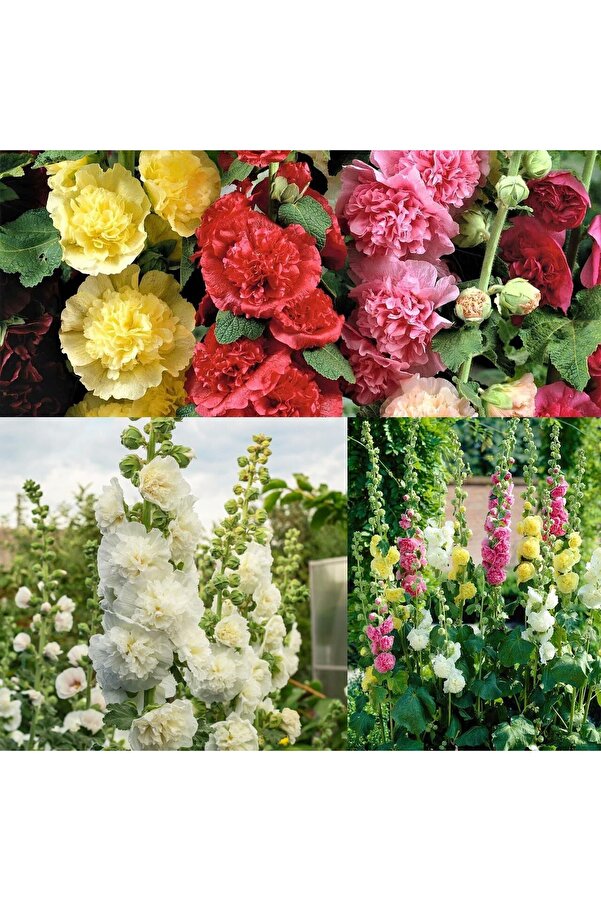 Zengarden Ev Ve Bahçe Katmerli̇ Gülhatmi̇ Tohumu Hi̇bri̇t Chaters Double Alcea Rosea Hollyhock