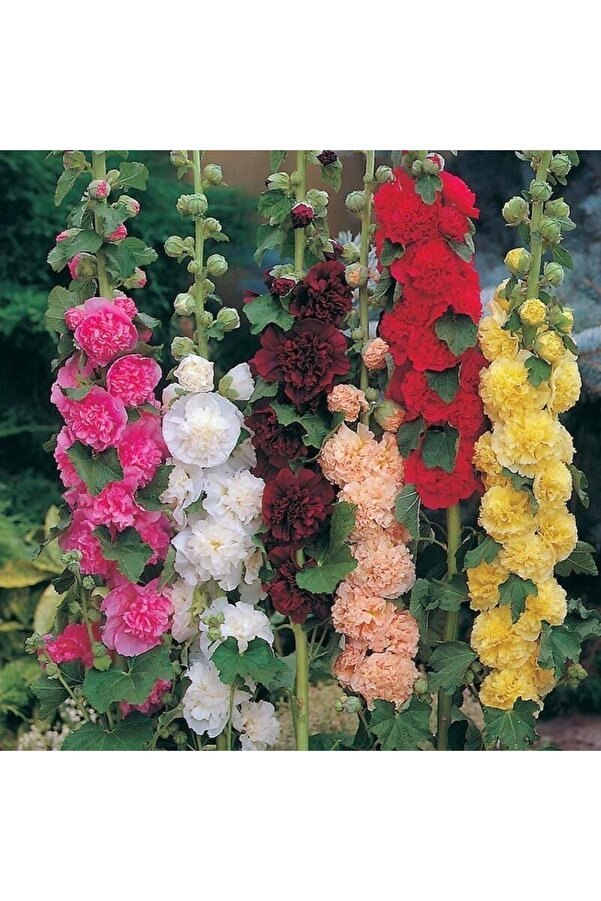 Zengarden Ev Ve Bahçe Katmerli̇ Gülhatmi̇ Tohumu Hi̇bri̇t Chaters Double Alcea Rosea Hollyhock