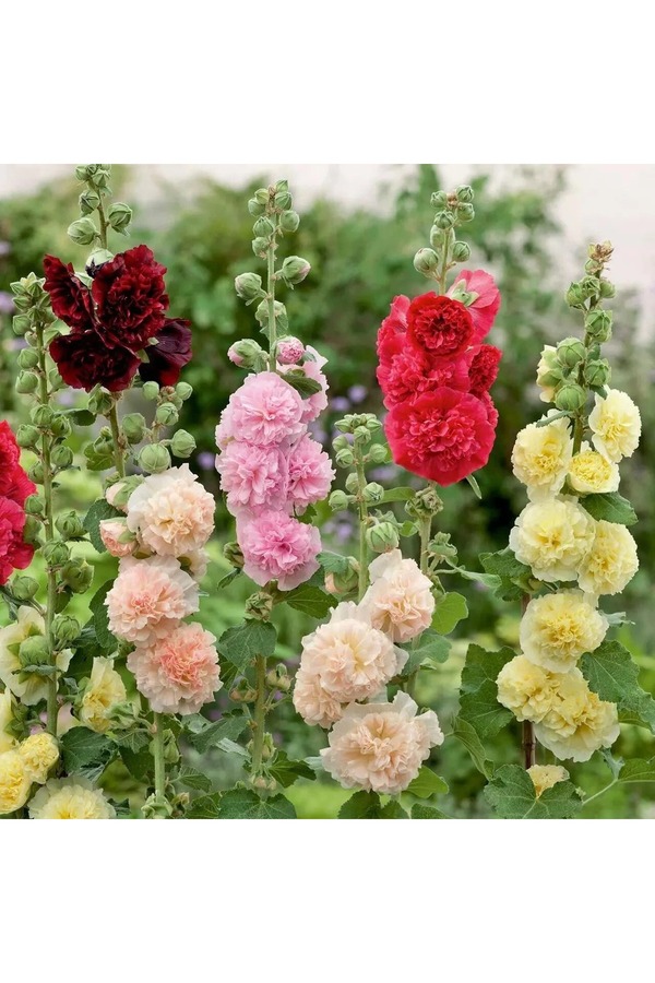 Zengarden Ev Ve Bahçe Katmerli̇ Gülhatmi̇ Tohumu Hi̇bri̇t Chaters Double Alcea Rosea Hollyhock