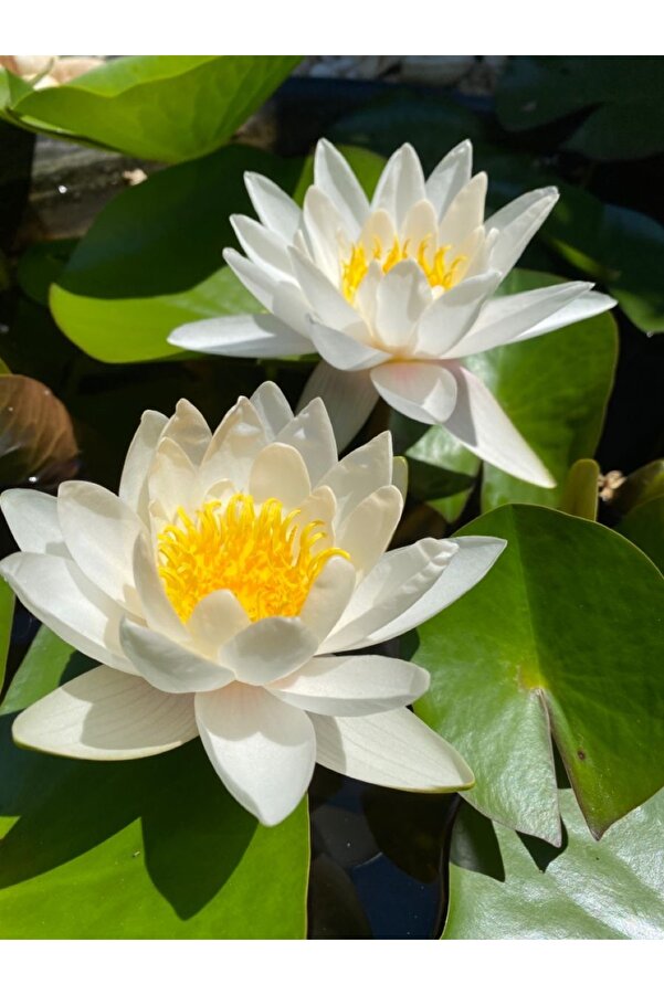 Şafak Peyzaj Tohumculuk Lotus Çi̇çeği̇ Tohumu Ni̇lüfer Çi̇çeği̇ 3 Adet Beyaz Renk