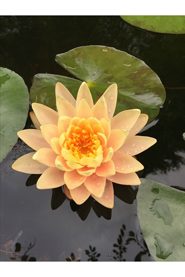 Şafak Peyzaj Tohumculuk Lotus Çi̇çeği̇ Tohumu Ni̇lüfer Çi̇çeği̇ 5 Adet Turuncu Renk Gül Tohumu Hedi̇yeli̇