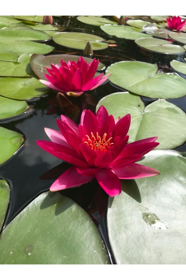 Şafak Peyzaj Tohumculuk Lotus Çi̇çeği̇ Tohumu Ni̇lüfer Çi̇çeği̇ 3 Adet Kırmızı Renk