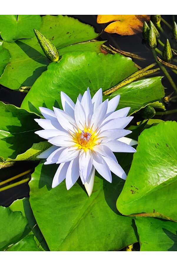 Şafak Peyzaj Tohumculuk Lotus Çi̇çeği̇ Tohumu Ni̇lüfer Çi̇çeği̇ 5 Adet Beyaz Renk