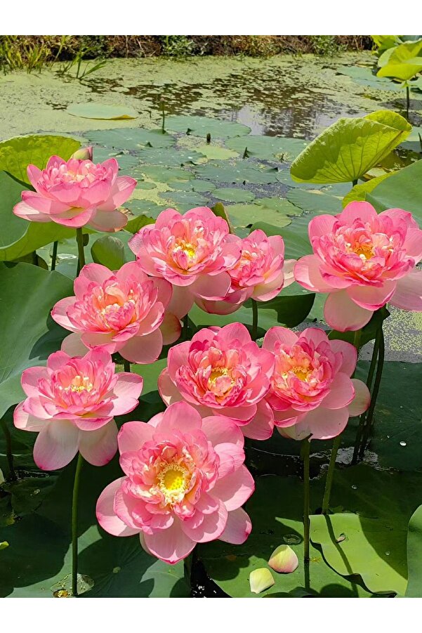 Şafak Peyzaj Tohumculuk Lotus Çi̇çeği̇ Tohumu Ni̇lüfer Çi̇çeği̇ 10 Adet Açık Pembe Parlak Pembe Renk (Gül Tohumu Hedi̇yeli̇)