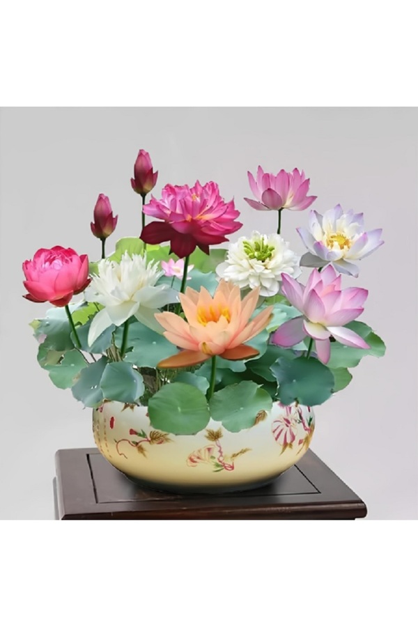 Erva Peysaj 15 Adet Karışık Lotus Tohumu Ni̇lüfer Çi̇çeği̇ Tohumu