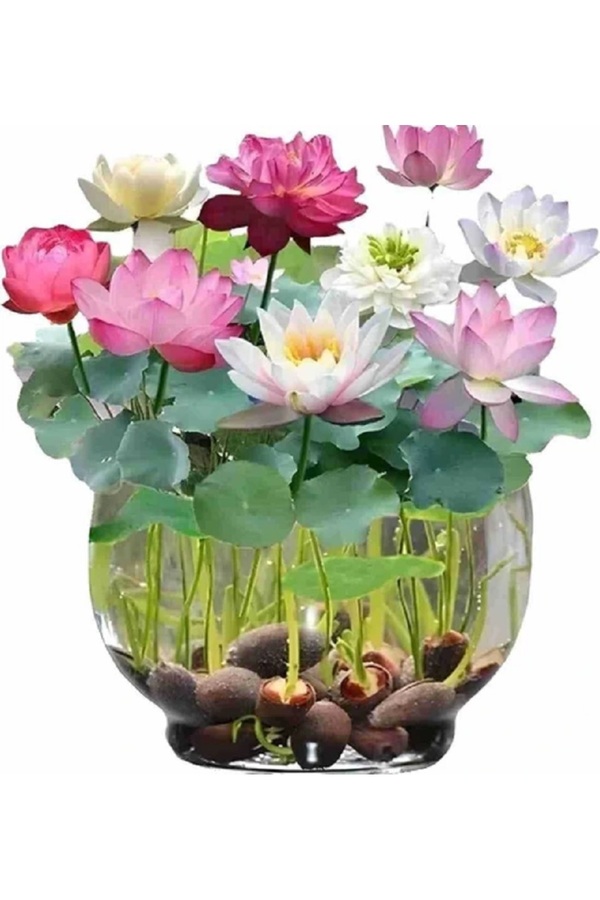 Erva Peysaj 15 Adet Karışık Lotus Tohumu Ni̇lüfer Çi̇çeği̇ Tohumu