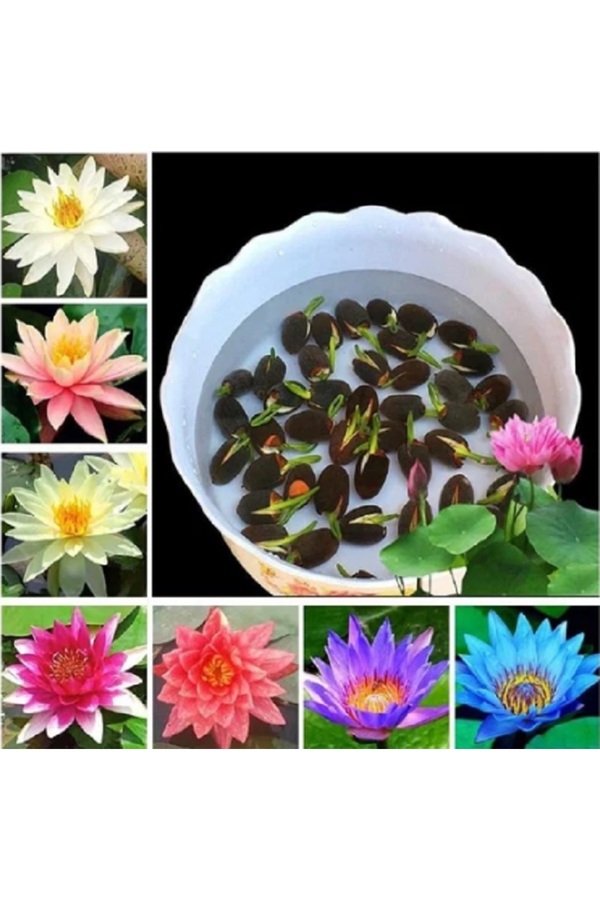 Erva Peysaj 15 Adet Karışık Lotus Tohumu Ni̇lüfer Çi̇çeği̇ Tohumu