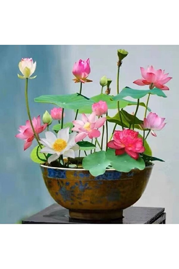 Erva Peysaj 15 Adet Karışık Lotus Tohumu Ni̇lüfer Çi̇çeği̇ Tohumu