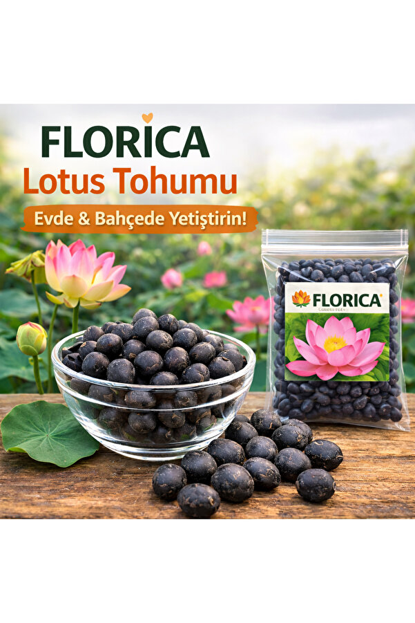 Florıca 2 Adet Lotus Çi̇çeği̇ Tohumu-Kutsal Lotus Ni̇lüfer Tohumu(Sürpri̇z Tohum Hedi̇ye)