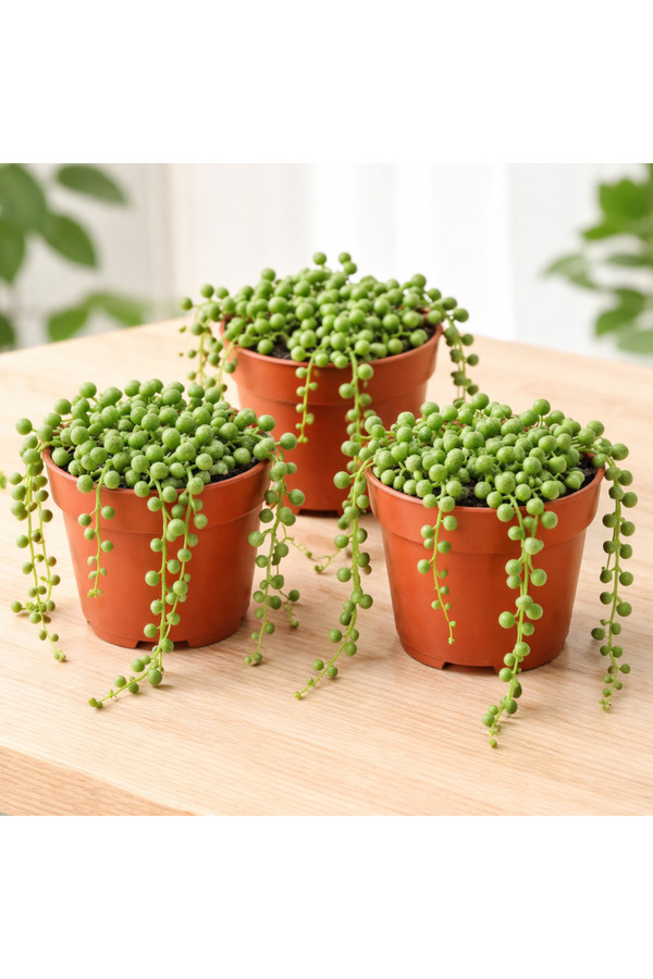 FİDEİSTE 3 Adet Tesbih Bitkisi 5 5 cm Saksıda – Senecio Rowleyanus Canlı Sukulent