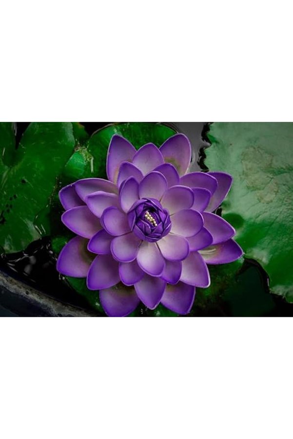 Yıldırım Shopstore 1 Adet Mor Lotus Tohumu Ni̇lüfer Tohumu