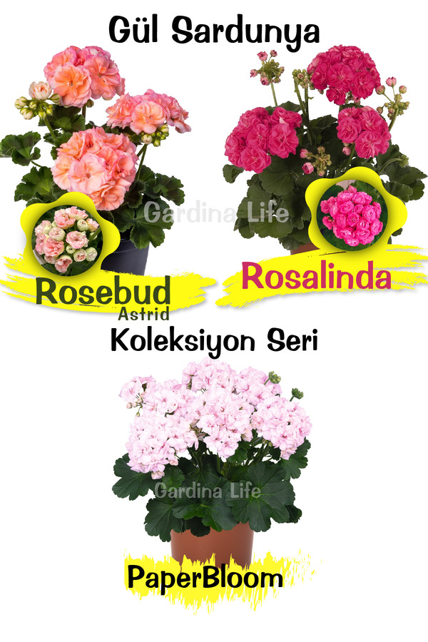 Gardina Koleksiyon Özel Tür Gül Sardunya Çiçeği Fide Seti 3 Farklı Tür