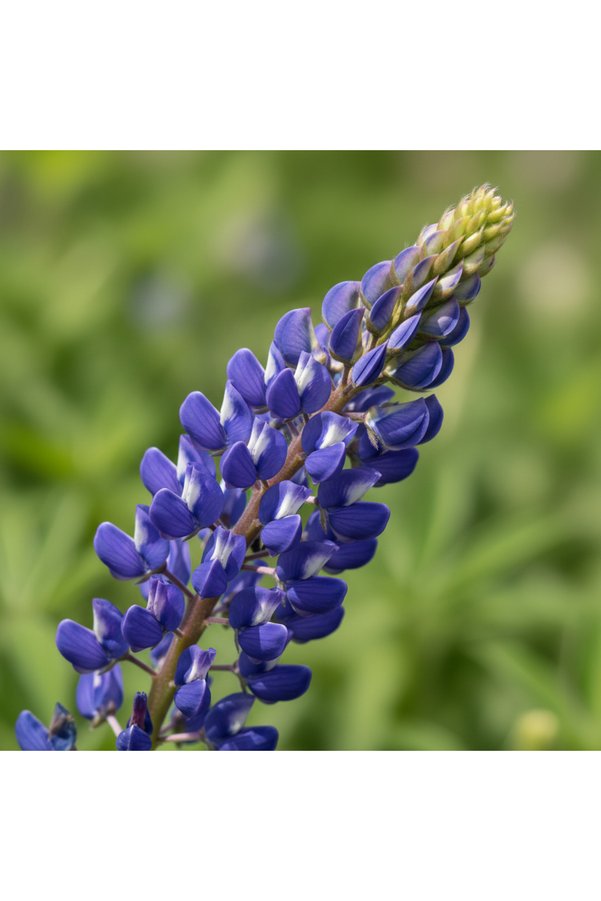 Gardener Lupi̇ne Çi̇çek Tohumu 10 Adet - Texas Blue Lupi̇ne - Mavi̇ Acı Bakla Çi̇çeği̇